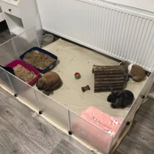 Une cage pour un lapin nain