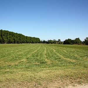 Foin de crau pour lapin AOP/AOC