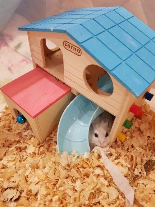 MAISONNETTE POUR HAMSTER RUSSE ROSE ET BLEUE